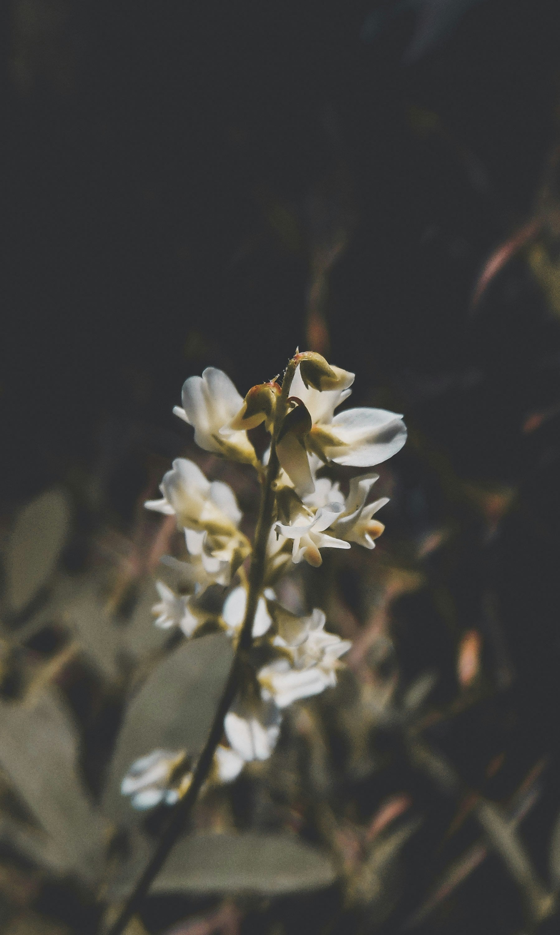 Vanilla