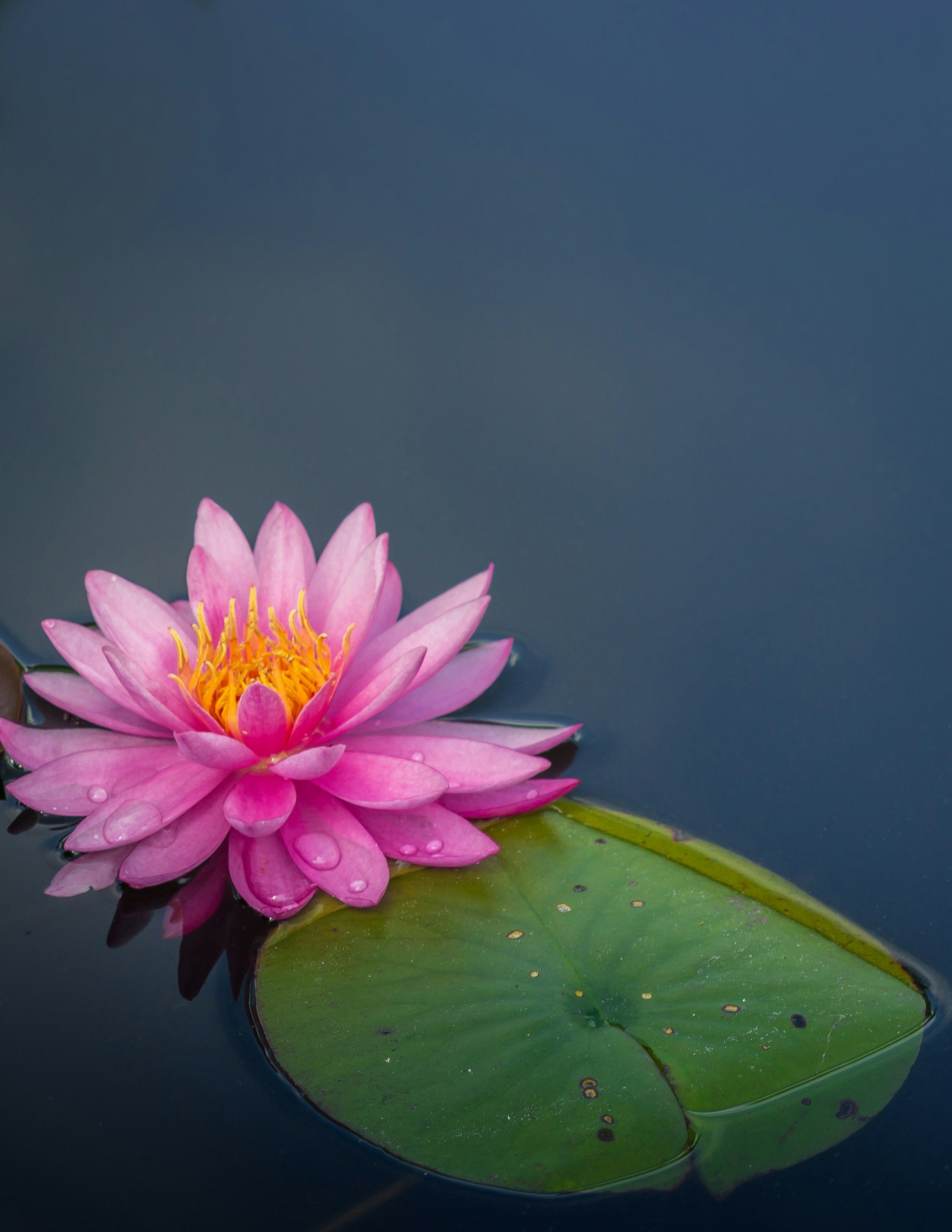 Lotus Serenityyy