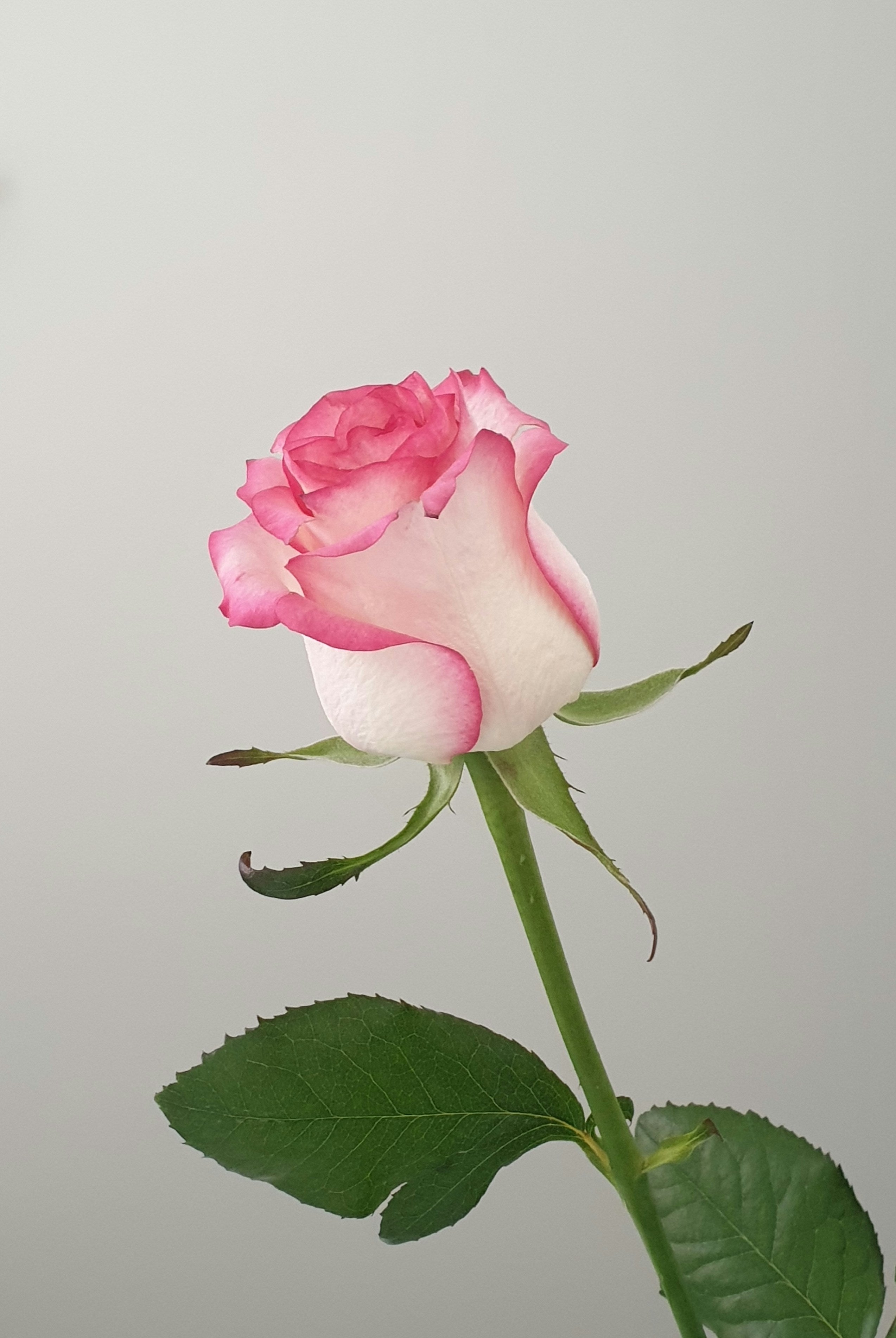 Images